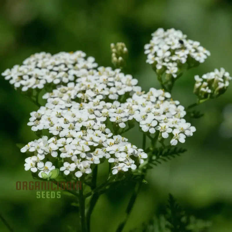 White Achillea Millefolium Flower seeds, Gardening with An In-Depth Guide to Planting and Growing Yarrow Seeds