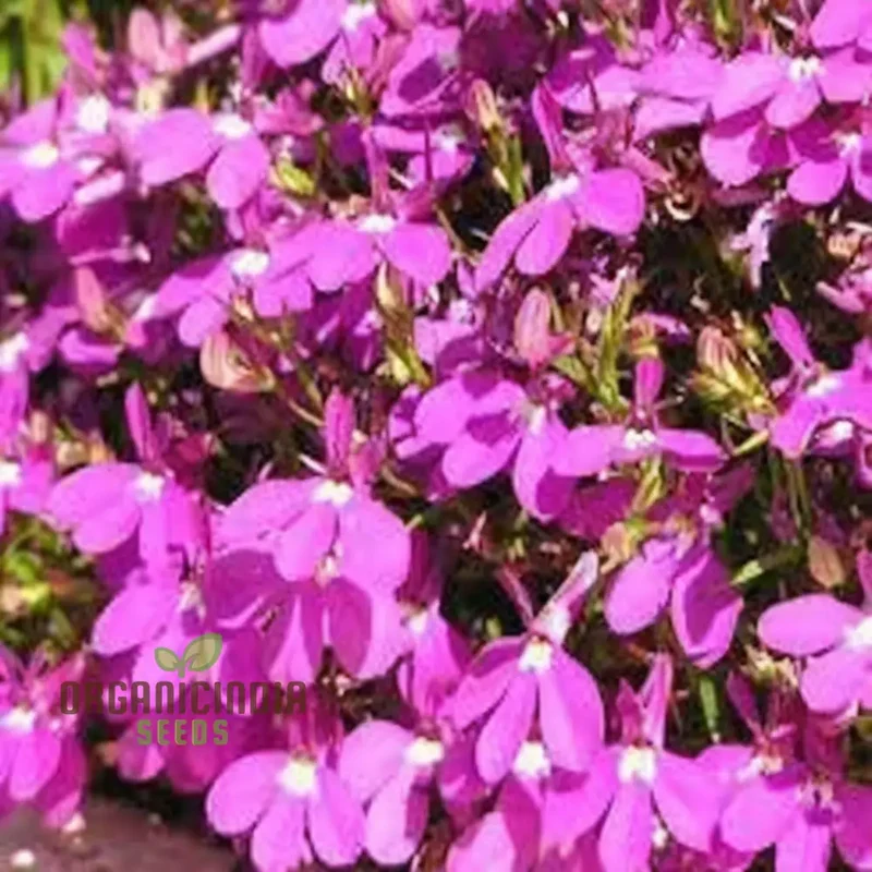 Vibrant Trailing Lobelia Cascade RED - Perfect for Hanging Baskets & Garden Borders