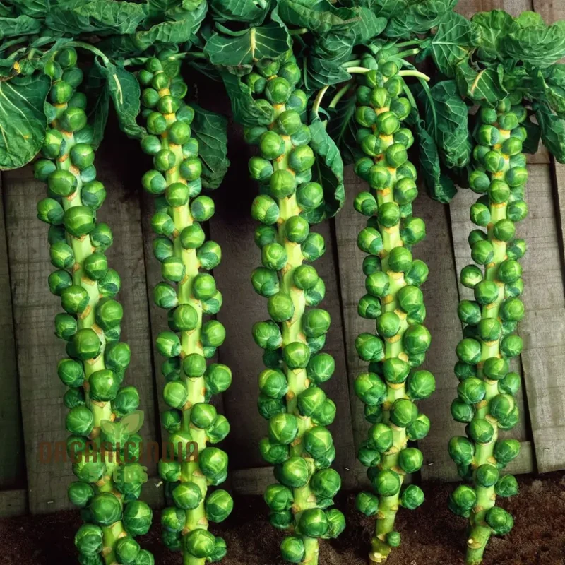 CRISPUS F1 Brussel Sprout vegetable Seeds, High Yield, Crisp & Flavorful Harvest Blooms for Your Garden