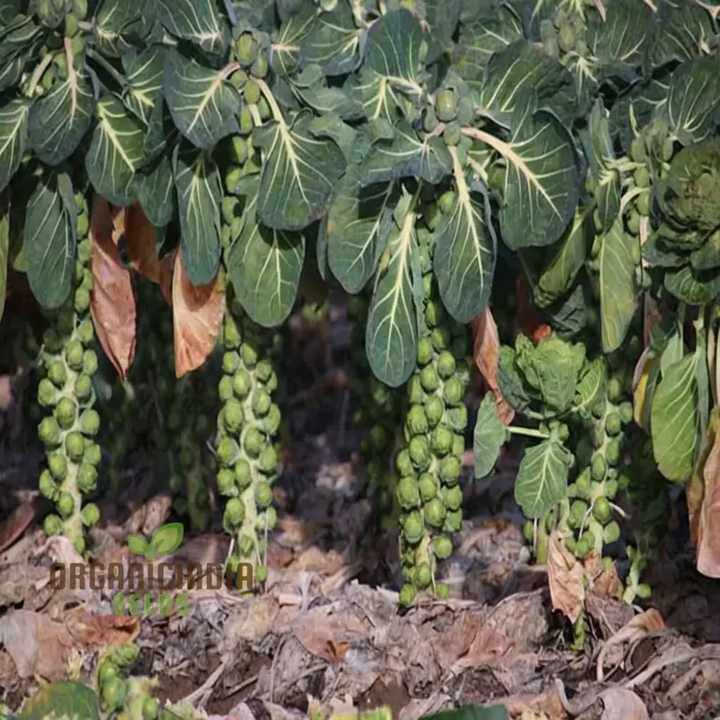 CRISPUS F1 Brussel Sprout vegetable Seeds, High Yield, Crisp & Flavorful Harvest Blooms for Your Garden