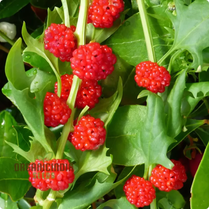 Strawberry Spinach (Chenopodium Capitatum) Seeds for Planting