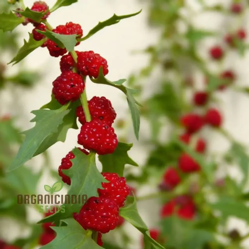 Strawberry Spinach (Chenopodium Capitatum) Seeds for Planting