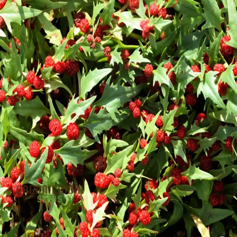 Strawberry Spinach (Chenopodium Capitatum) Seeds for Planting