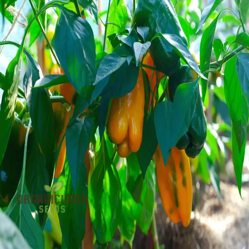 Orange Pepperoncini Hot Pepper Seeds - Spicy and Tangy Peppers for Flavorful Dishes