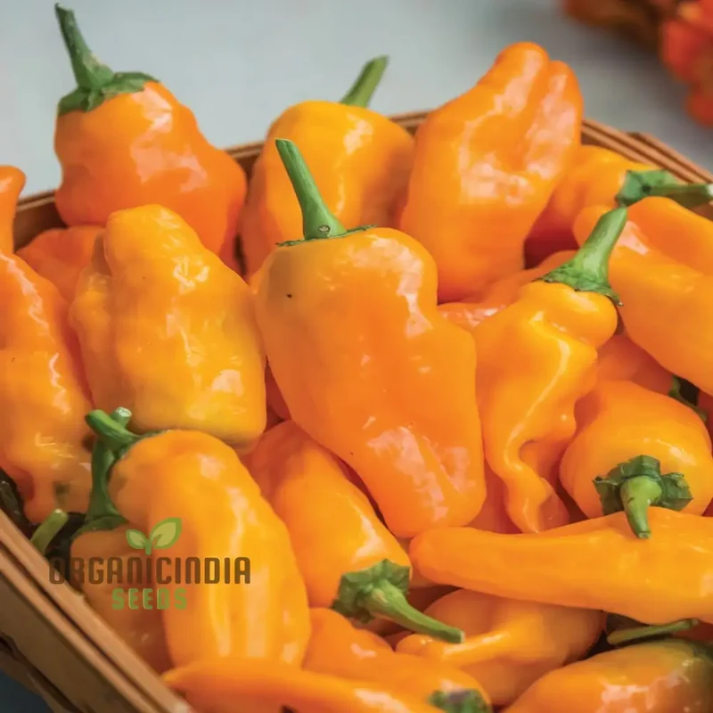 Orange Pepperoncini Hot Pepper Seeds - Spicy and Tangy Peppers for Flavorful Dishes