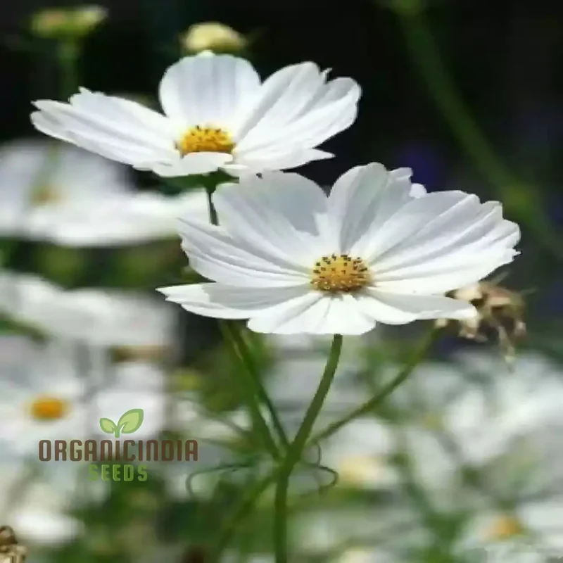 Flower Gardening with Cosmos Bipinnatus, A Complete Guide to Planting and Growing White Cosmos Seeds