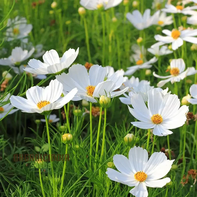 Flower Gardening with Cosmos Bipinnatus, A Complete Guide to Planting and Growing White Cosmos Seeds