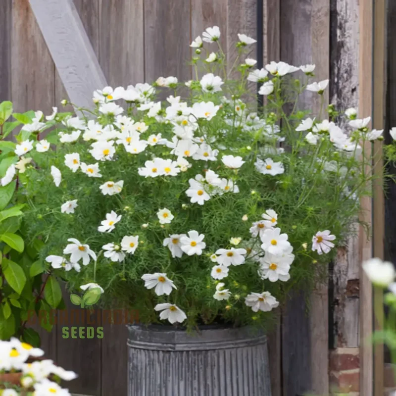 Flower Gardening with Cosmos Bipinnatus, A Complete Guide to Planting and Growing White Cosmos Seeds
