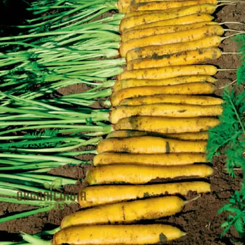 Yellowstone Carrot Seeds, Vibrant Yellow Roots for Nutritious and Sweet Harvests