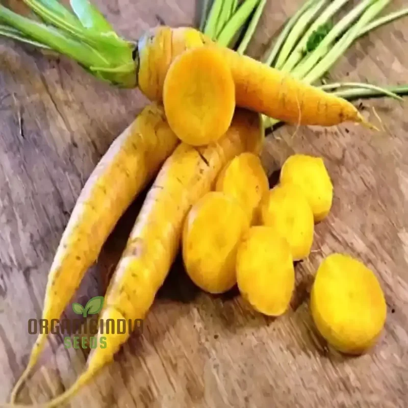 Yellowstone Carrot Seeds, Vibrant Yellow Roots for Nutritious and Sweet Harvests