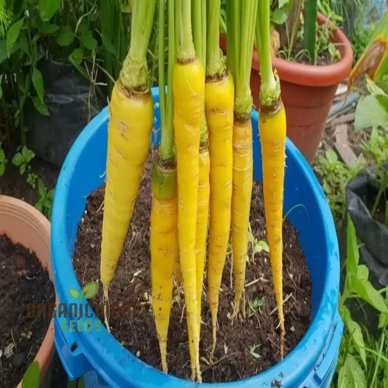 Yellowstone Carrot Seeds, Vibrant Yellow Roots for Nutritious and Sweet Harvests