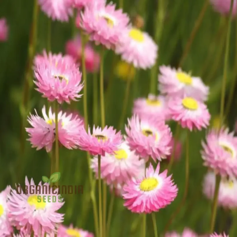 Helipterum Roseum: Giant Flower Mix Seeds - Bloom Beautifully with Our Premium Collection!
