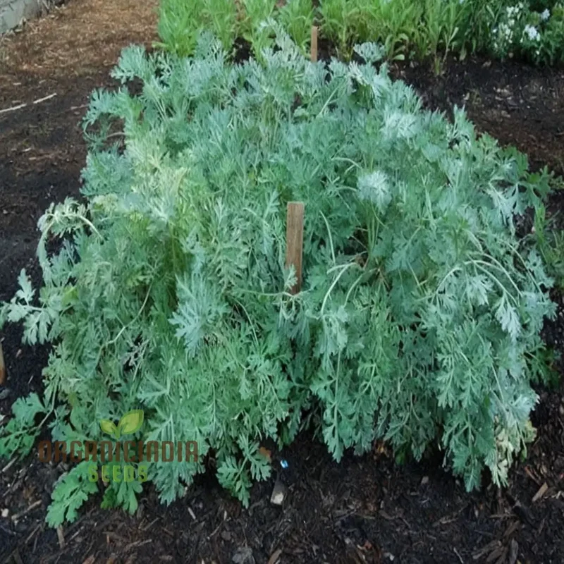 Wormwood (Artemisia Absinthium)Seeds For Planting, A Comprehensive Guide to Planting and Growing Aromatic Wormwood Seeds