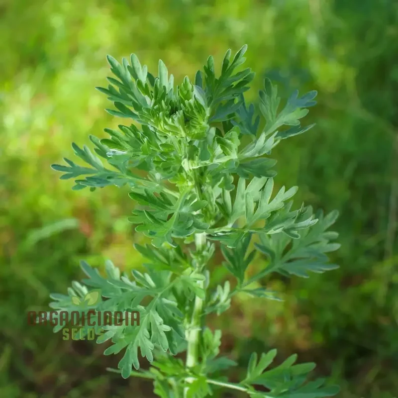 Wormwood (Artemisia Absinthium)Seeds For Planting, A Comprehensive Guide to Planting and Growing Aromatic Wormwood Seeds