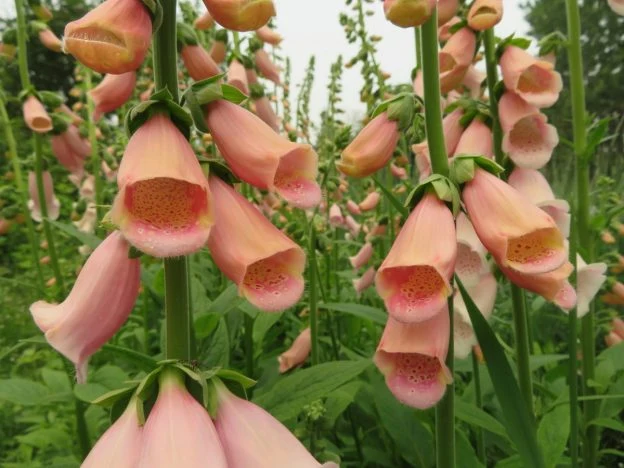 Digitale ‘Abricot’ ( Digitalis purpurea )