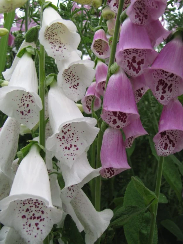 Digitale pourpre ( Digitalis purpurea )