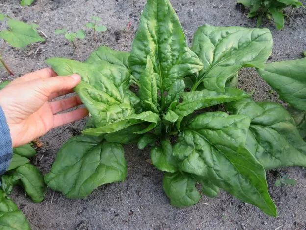 Épinard ‘Norfolk’ ( Spinacia oleracea )