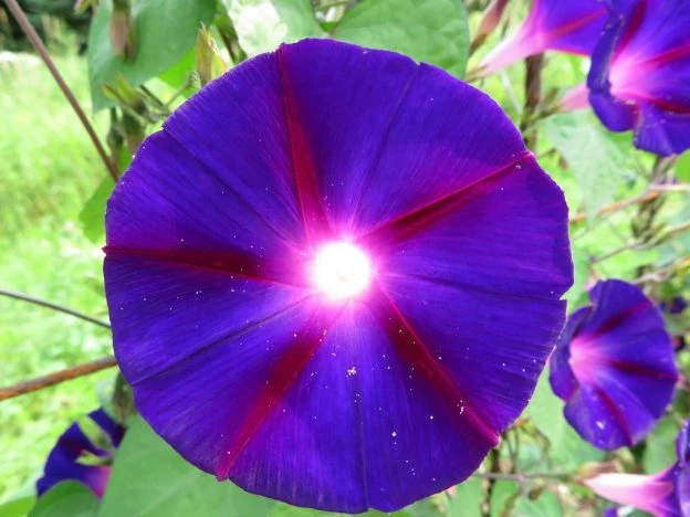Gloire du matin ‘Knawulian Black’ ( Ipomoea purpurea )