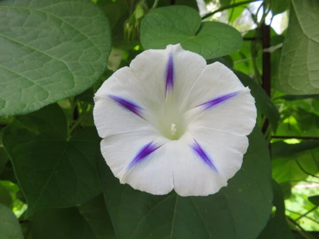 Gloire du matin ‘Milky Way’ ( Ipomoea purpurea )