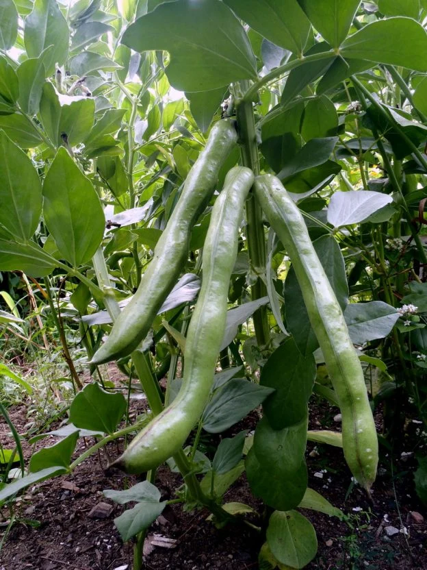 Gourgane ‘Petit du Lac’ ( Vicia faba )