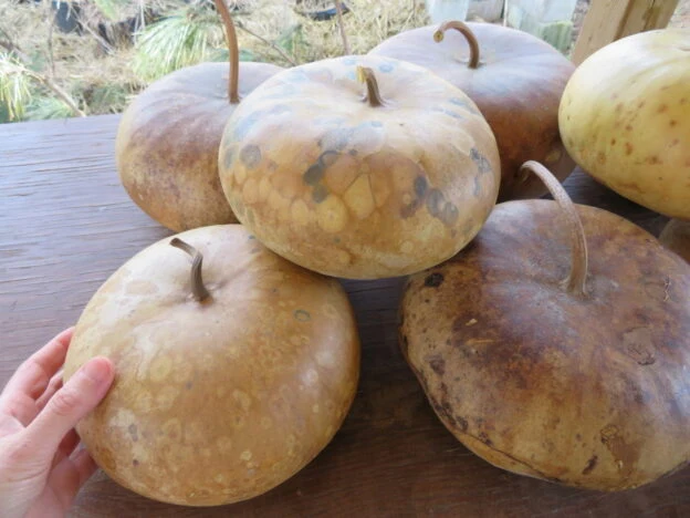 Gourde ‘Canteen’ ( Lagenaria siceraria )
