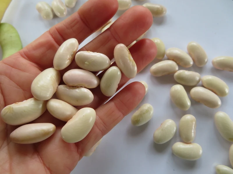 Haricot ‘Alta de Moda’ ( Phaseolus vulgaris )