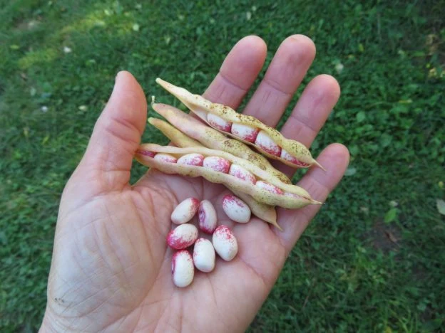 Haricot ‘Amish Nuttle’ ( Phaseolus vulgaris )