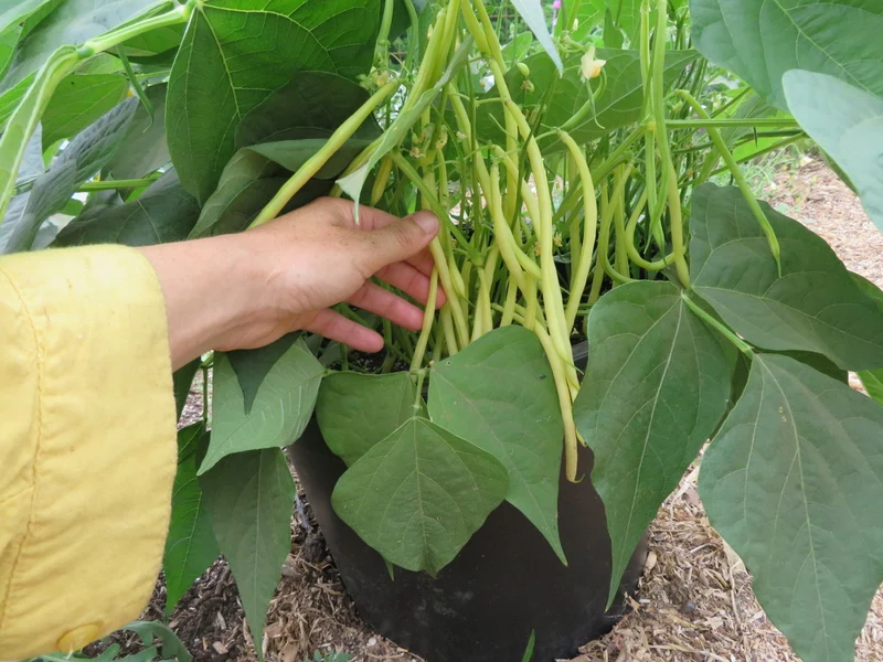 Haricot ‘Amarillo’ ( Phaseolus vulgaris )