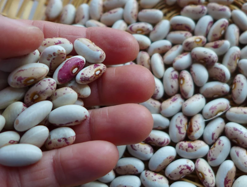 Haricot ‘Baie verte indian’ ( Phaseolus vulgaris )