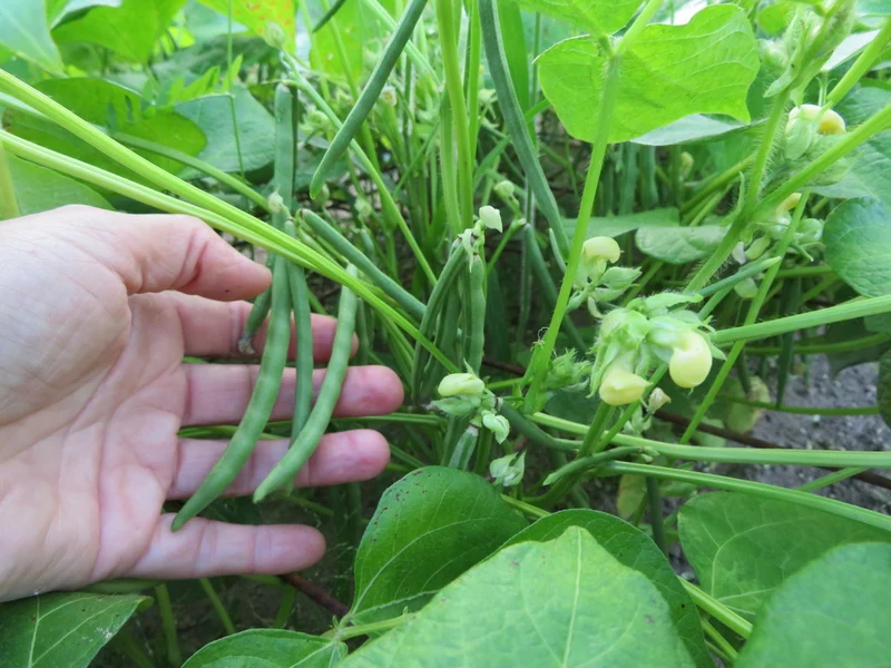 Haricot ‘Azuki’ ( Vigna angularis )