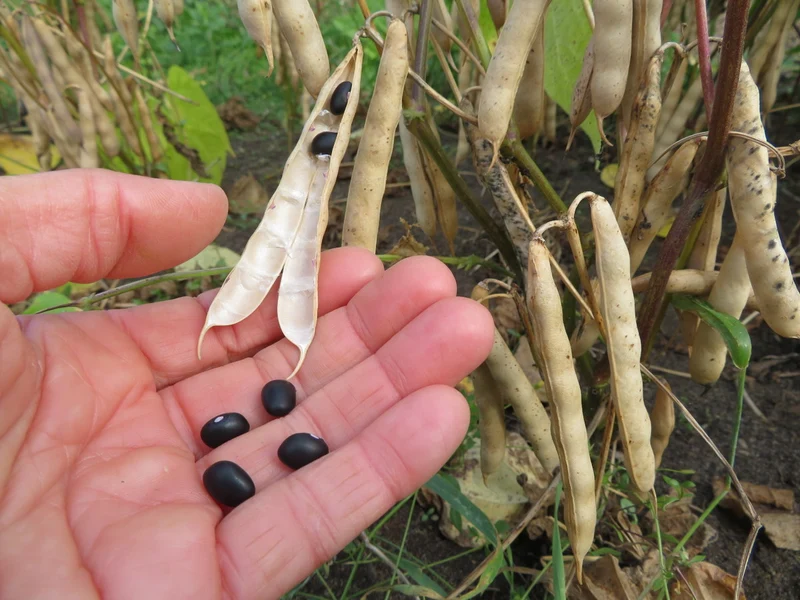 Haricot ‘Black Turtle’ ( Phaseolus vulgaris )