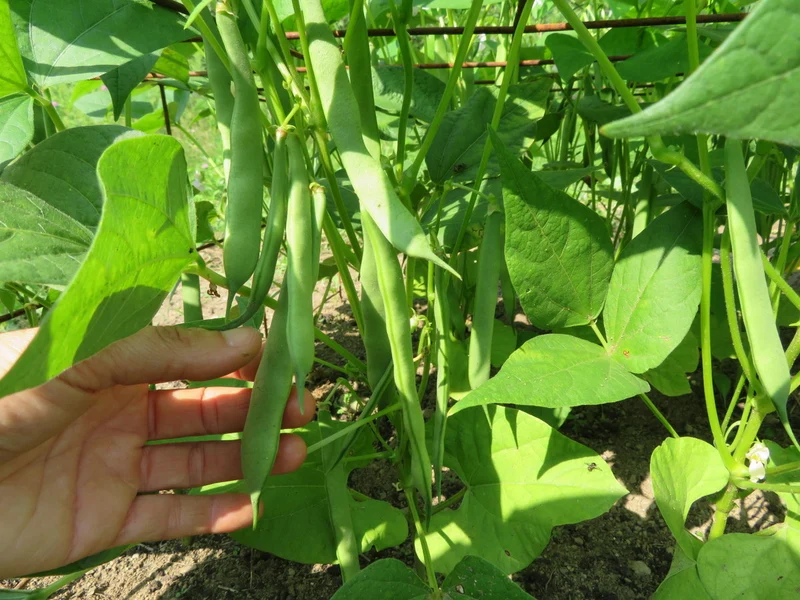 Haricot ‘Charlevoix’ ( Phaseolus vulgaris )