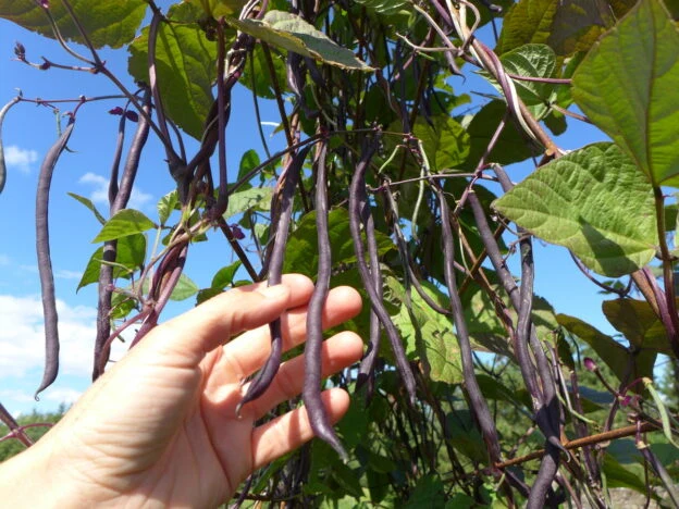 Haricot ‘Carminat’ ( Phaseolus vulgaris )