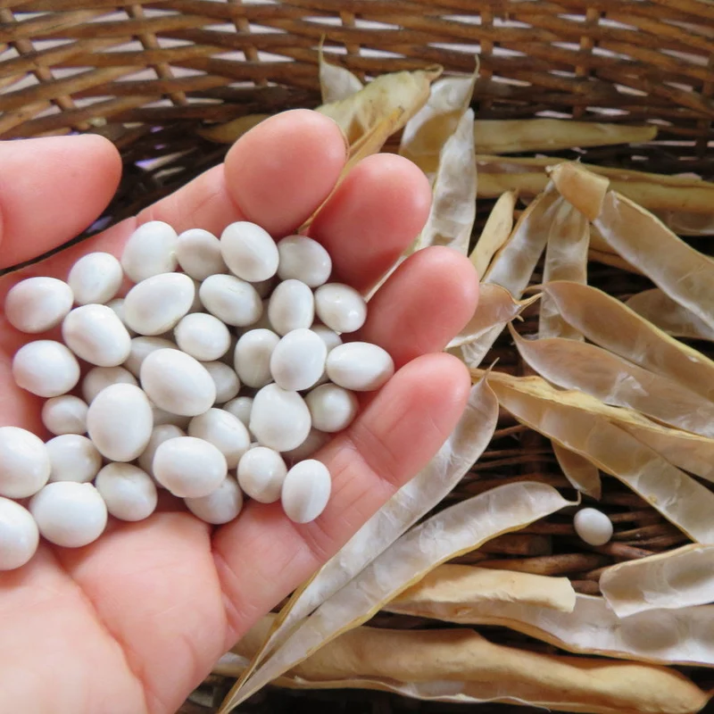 Haricot ‘Coco blanc’ ( Phaseolus vulgaris )