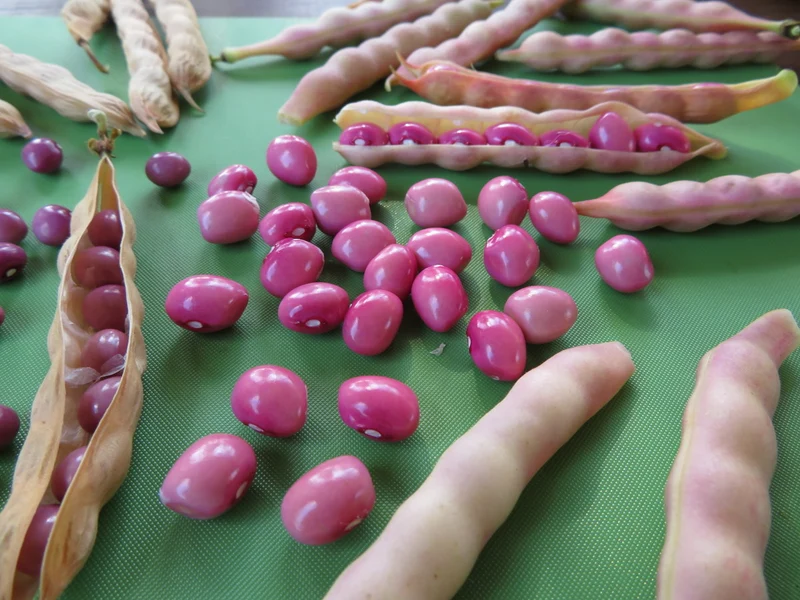 Haricot ‘Coco Rose de la Meuse’ ( Phaseolus vulgaris )