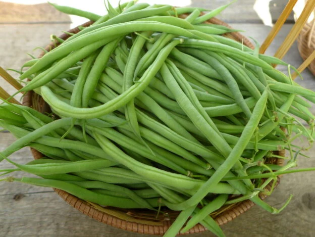 Haricot ‘Délinel’ ( Phaseolus vulgaris )