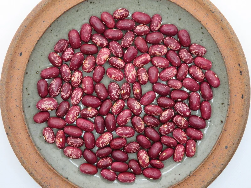 Haricot ‘Early Warwick’ ( Phaseolus vulgaris )