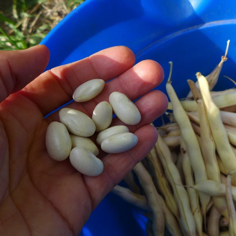 Haricot ‘Deseronto Potato’ ( Phaseolus vulgaris )