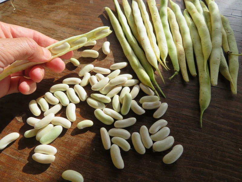 Haricot ‘Flageolet Blanc de Vitry’ ( Phaseolus vulgaris )