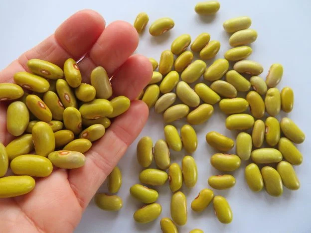 Haricot ‘Frisian Yellow Forest’ ( Phaseolus vulgaris )