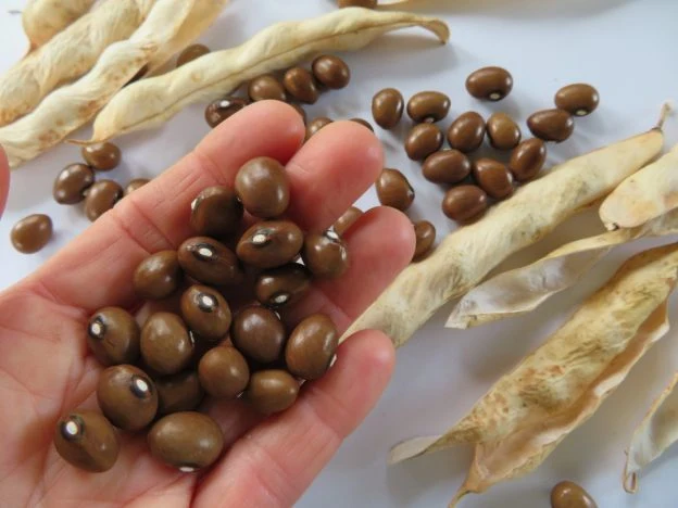 Haricot ‘Grain de Café’ ( Phaseolus vulgaris )