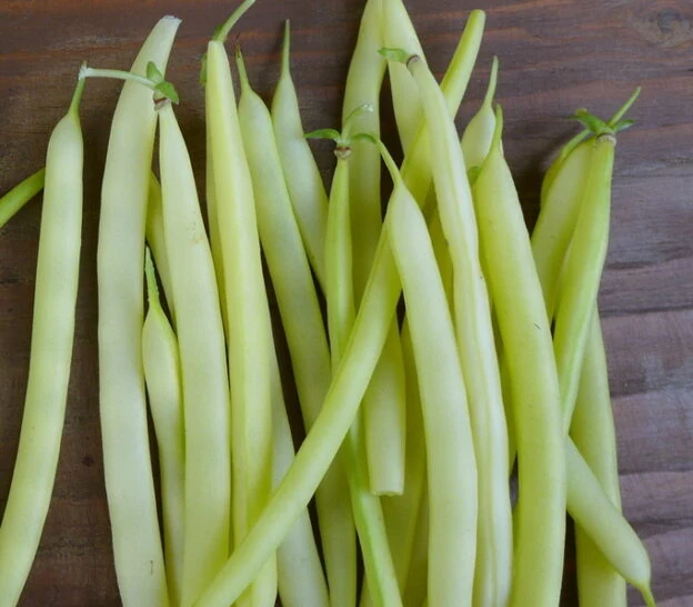Haricot ‘Golden Child Filet’ ( Phaseolus vulgaris )