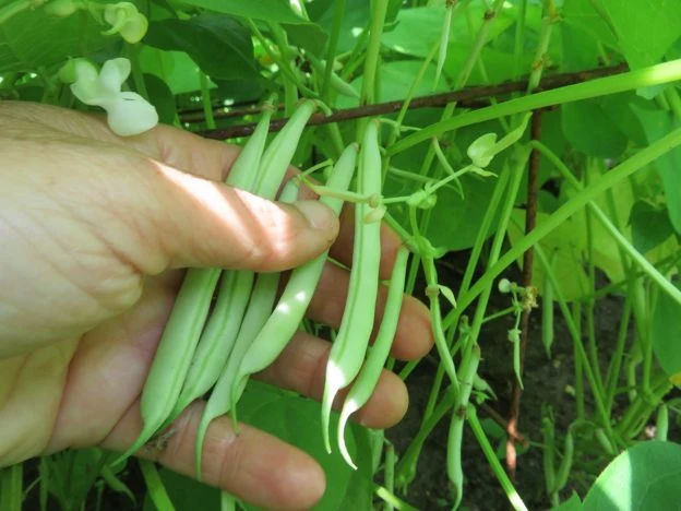 Haricot ‘Ice’ ( Phaseolus vulgaris )