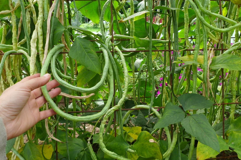 Haricot ‘Kilomètre’ ( Vigna unguiculata subsp. sesquipedalis )