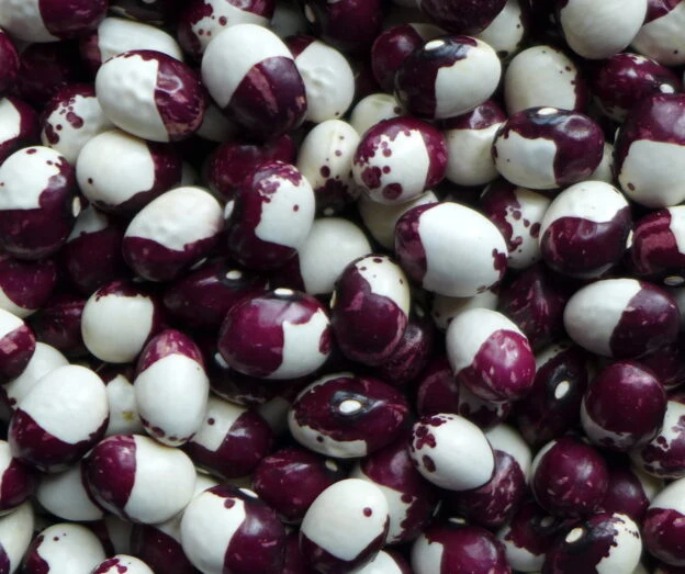 Haricot ‘Inca pea’ ( Phaseolus vulgaris )