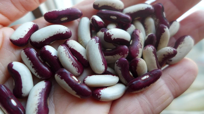 Haricot ‘Métis tigré rouge et blanc’ ( Phaseolus vulgaris )