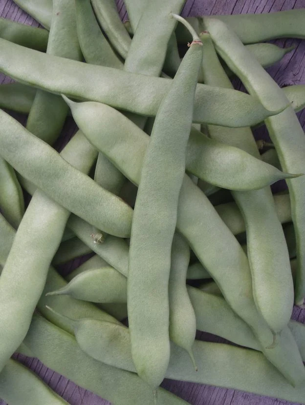 Haricot ‘Navarro’ ( Phaseolus vulgaris )