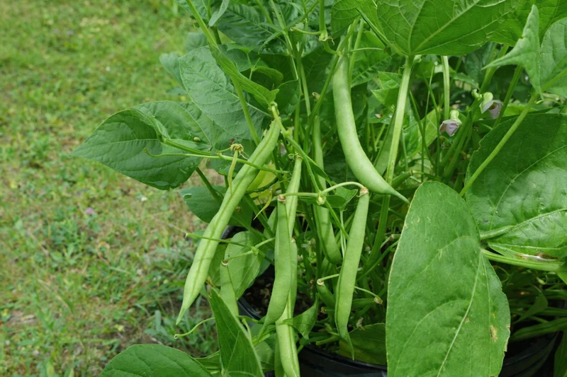 Haricot ‘Noir Hâtif Châteaurenard’ ( Phaseolus vulgaris )