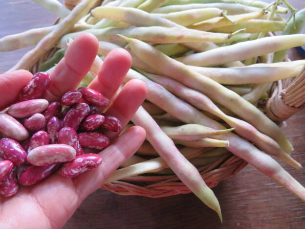 Haricot ‘Plein le Panier’ ( Phaseolus vulgaris )