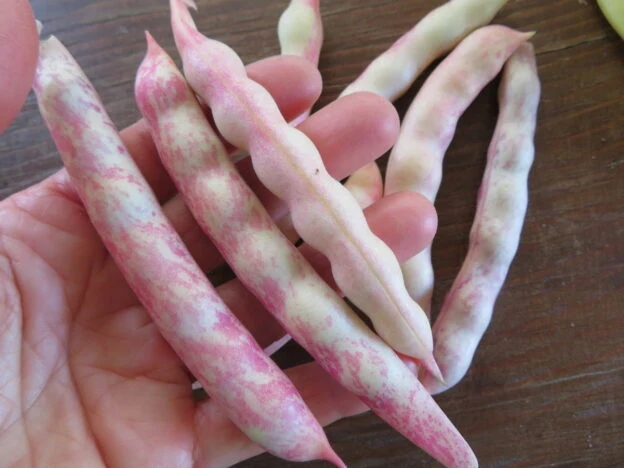Haricot ‘Pellegrini’ ( Phaseolus vulgaris )